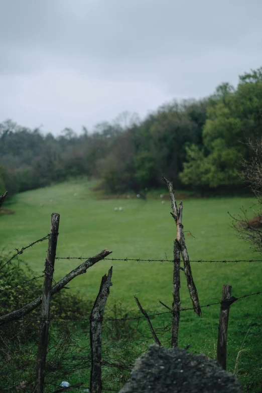 a sheep grazing in a pasture with tall trees