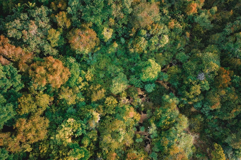 a forest with lots of green and yellow trees