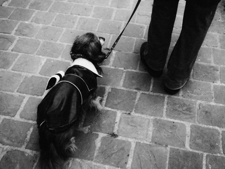small dog in a black jacket on a leash
