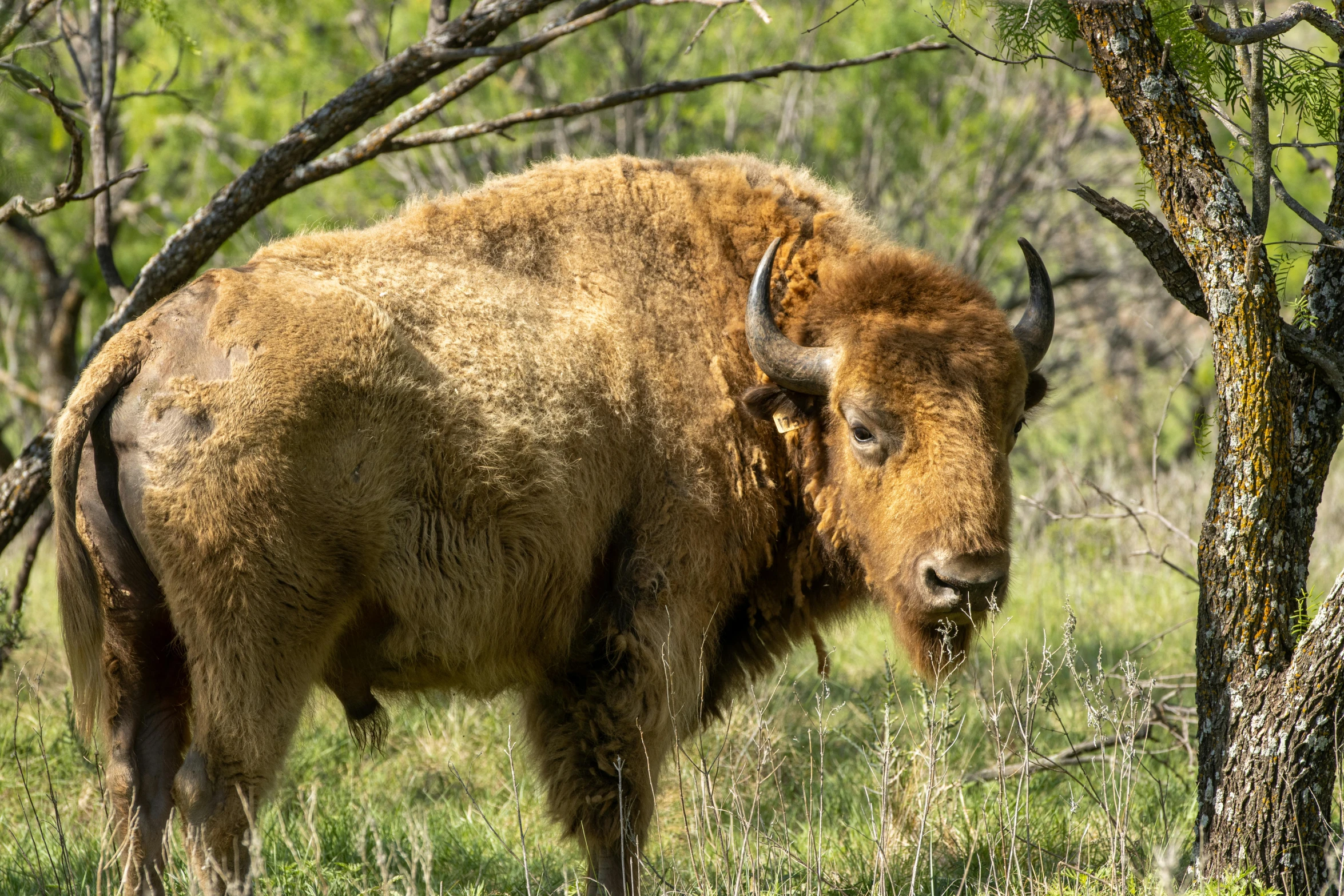 an buffalo stands near a dead tree in a grassy area