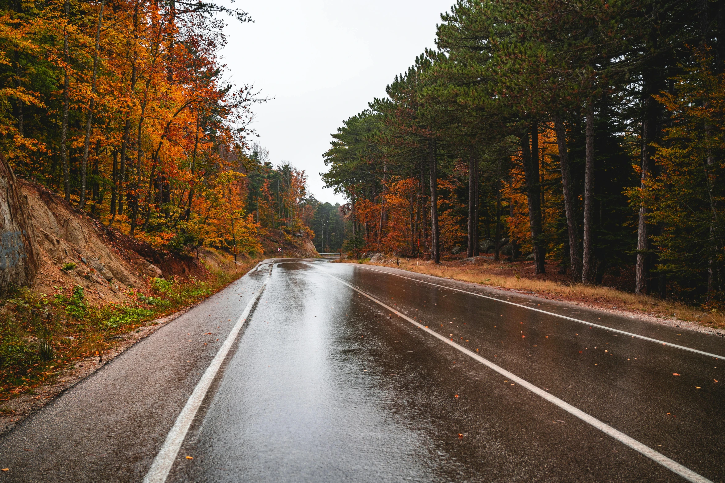 a wet road surrounded by trees with lots of orange and yellow leaves