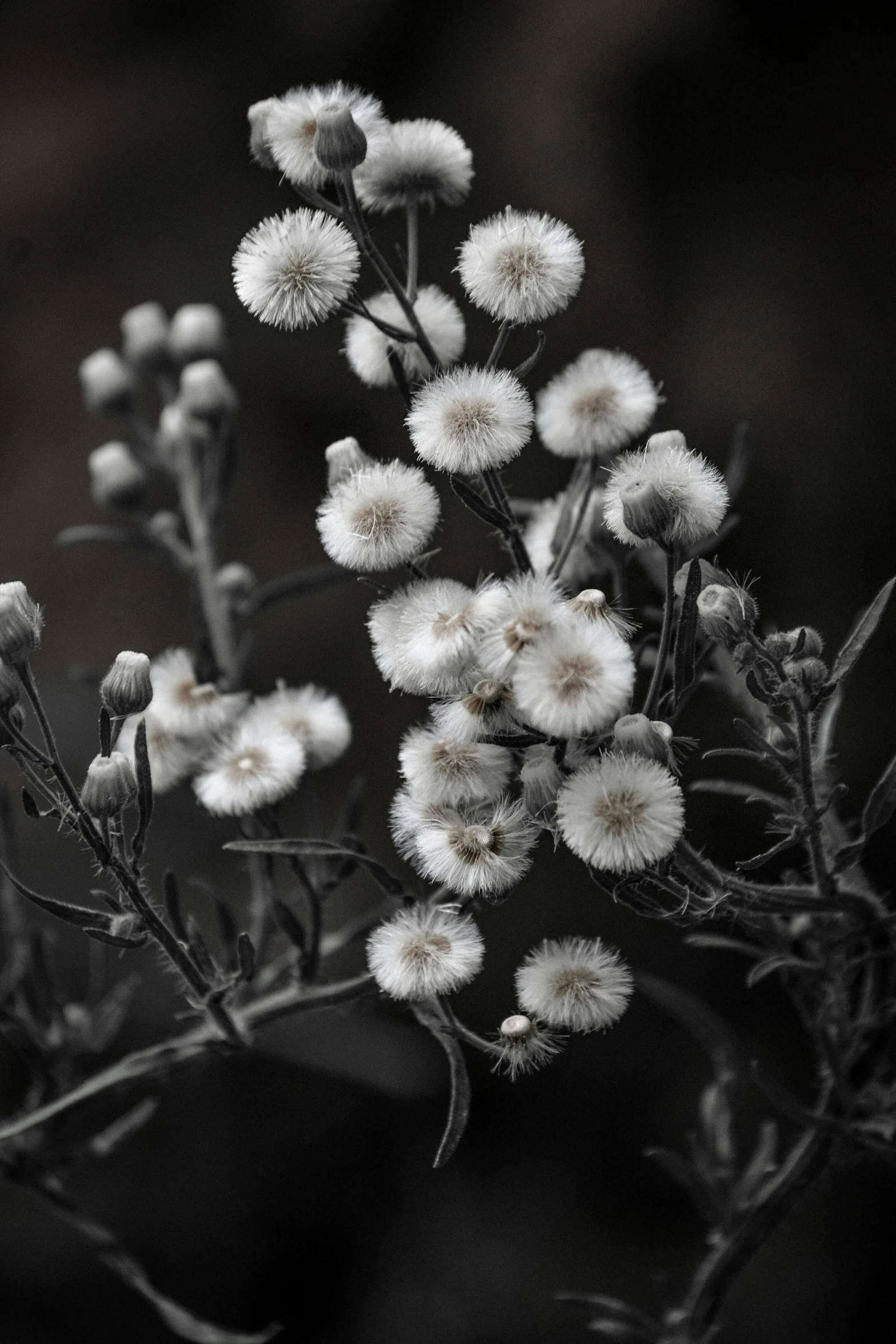 small white flowers in a cluster with dark background