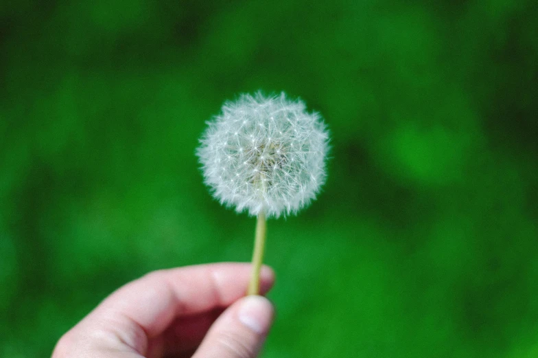 a person holding a dandelion while standing on a lush green field