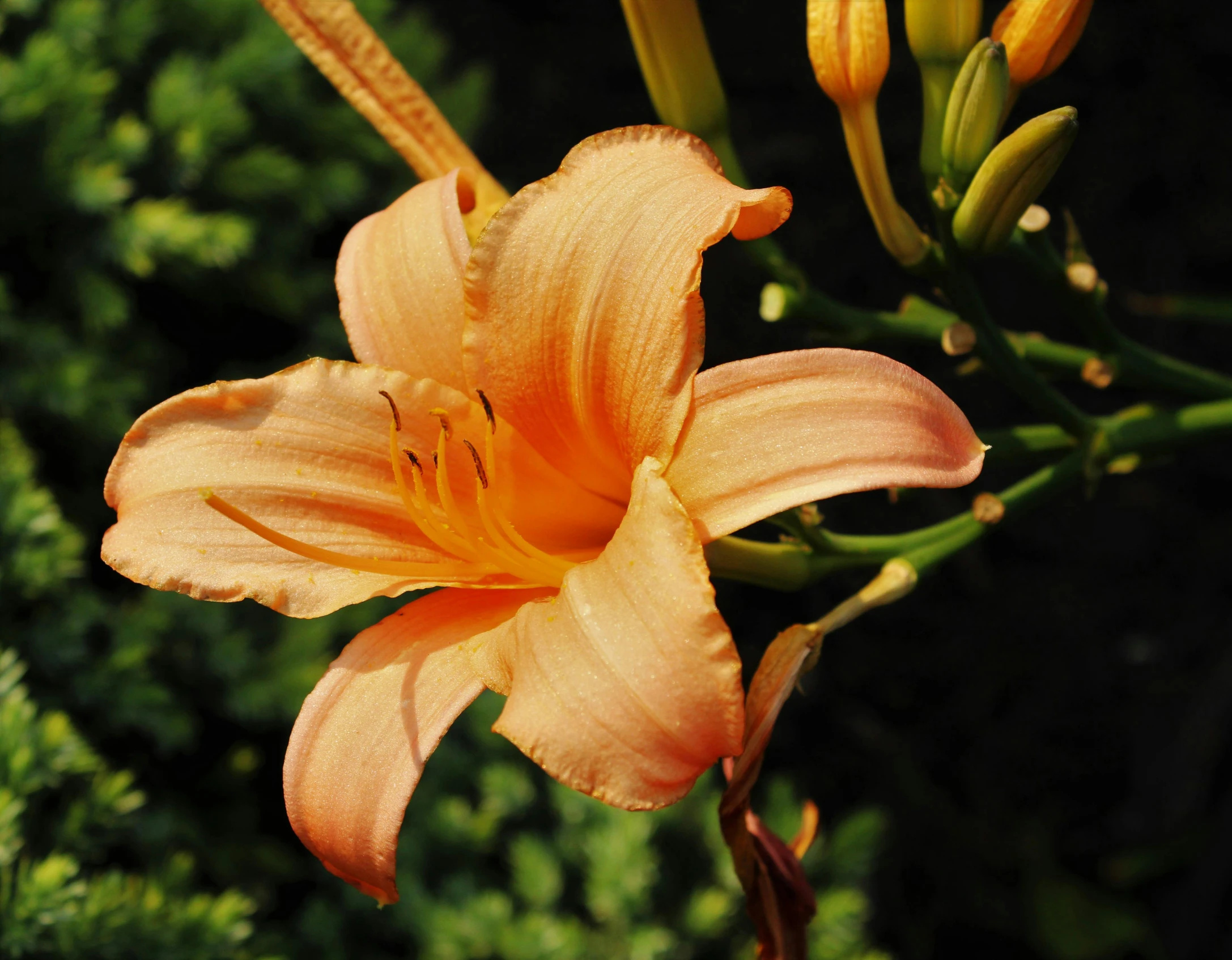 an orange flower with bright yellow stamens in bloom