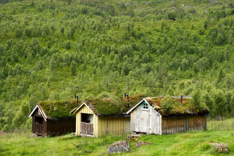 several wooden huts with grass growing on the roof