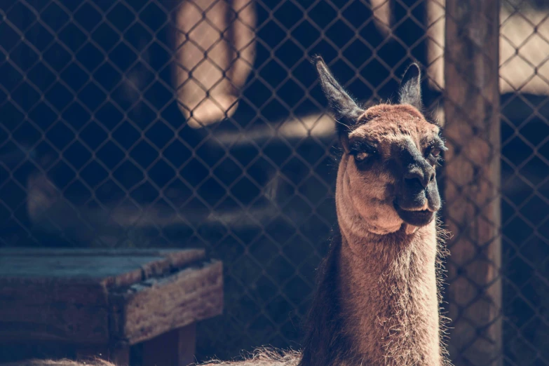 an alpaca looks out through the chain link fence