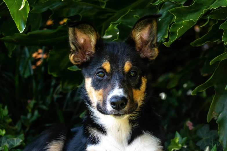 a black and brown dog sitting under a green plant