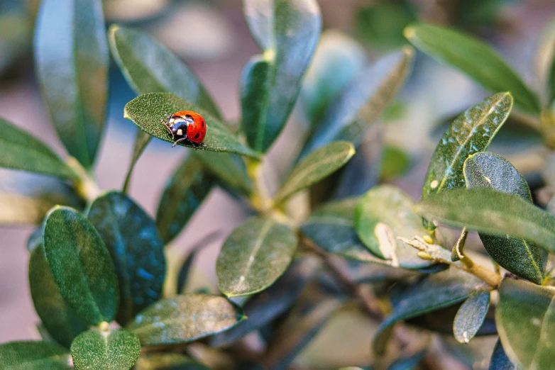 the lady bug is perched on the green leaves