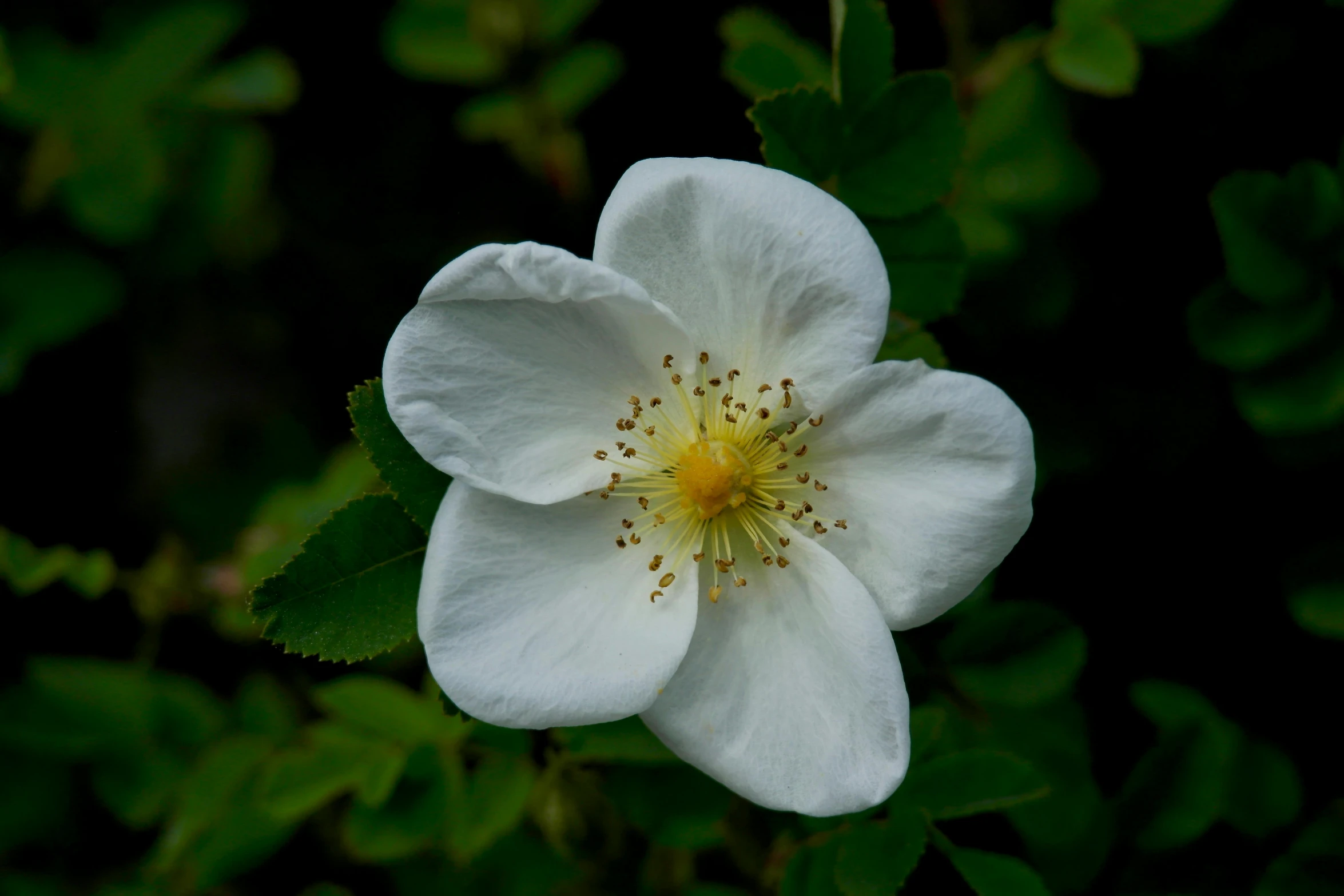 a white flower is in a black background