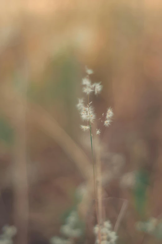 a picture taken through a field with a flower