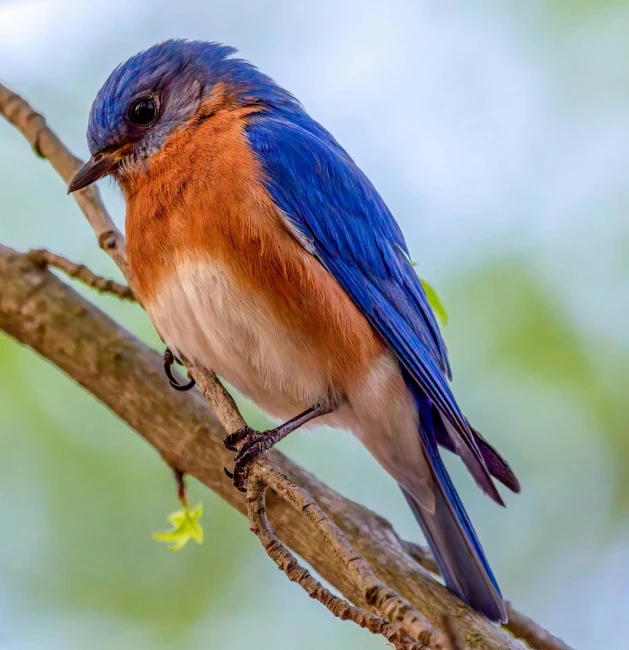 a small bird sitting on a nch in a tree