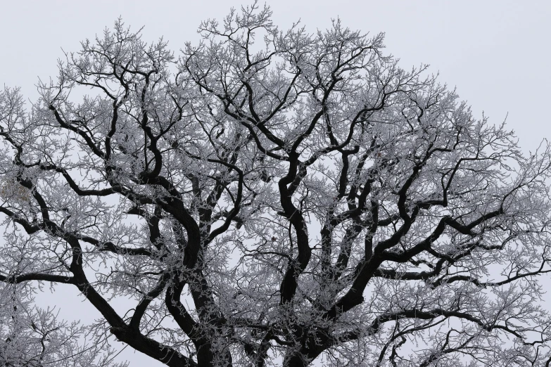 this black and white po shows the nches and leaves of a huge tree