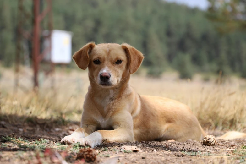 a dog lying on a dirt field near a fence