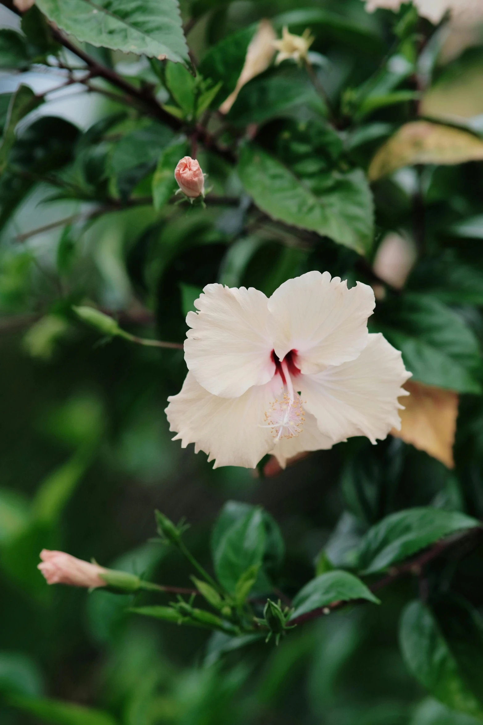 white flower with large leaves on shrub in sunlight