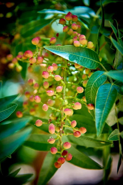 many small buds on a leafy tree