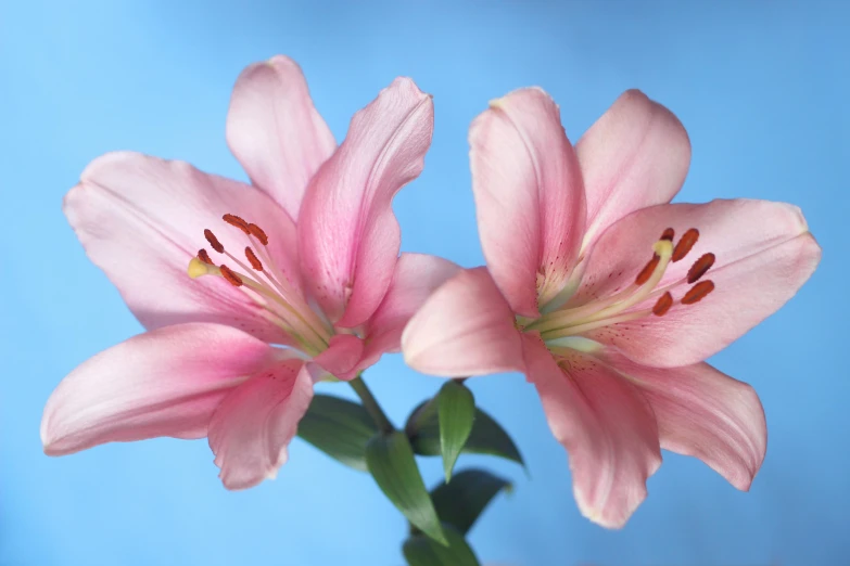 two pink flowers with yellow stamens in a vase