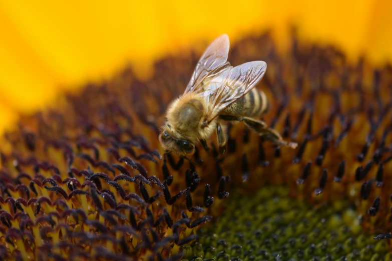 a large bee on a large sunflower in the garden