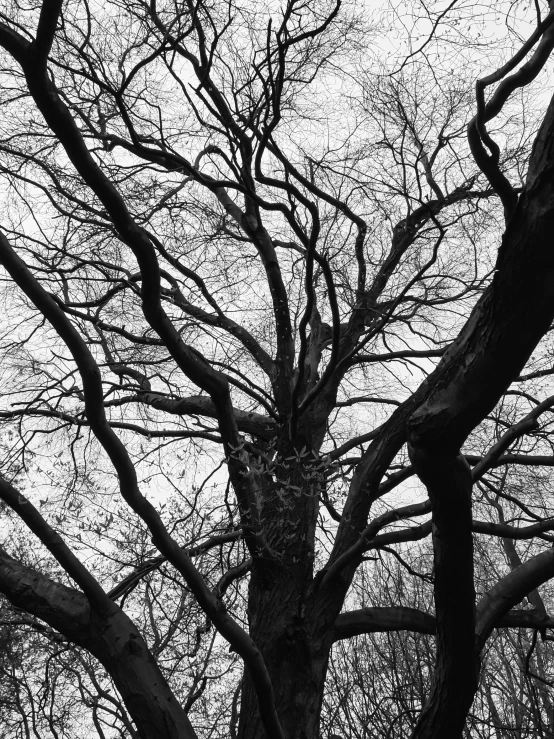 a black and white po of a barren tree