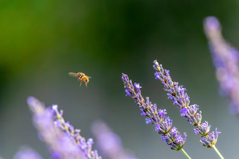 a bee flying towards a lavender flower