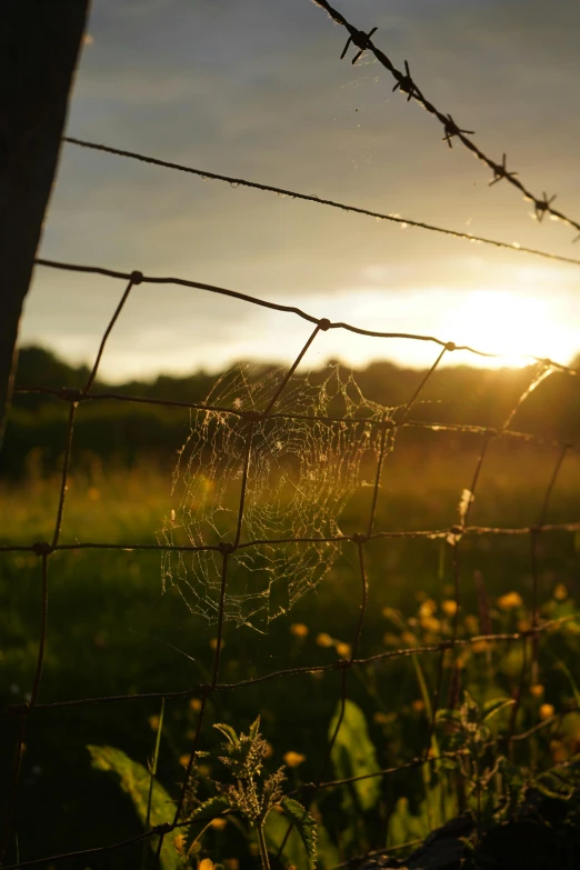 dew covered dew covered web in the setting sun