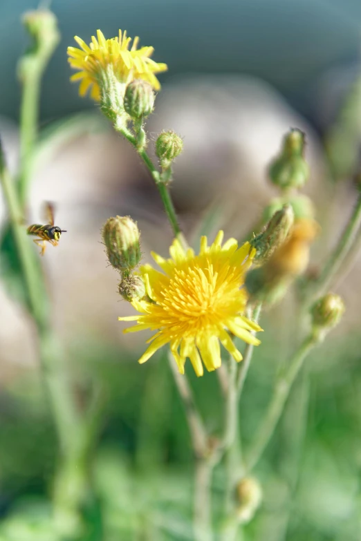 yellow flowers with bee hovering in a green field