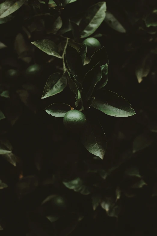 a small green leafy tree next to a house