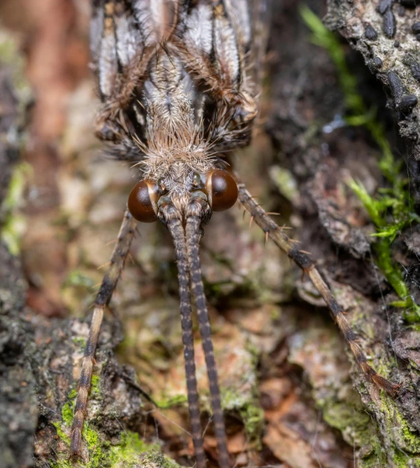 a big jumping spider sitting on a tree stump