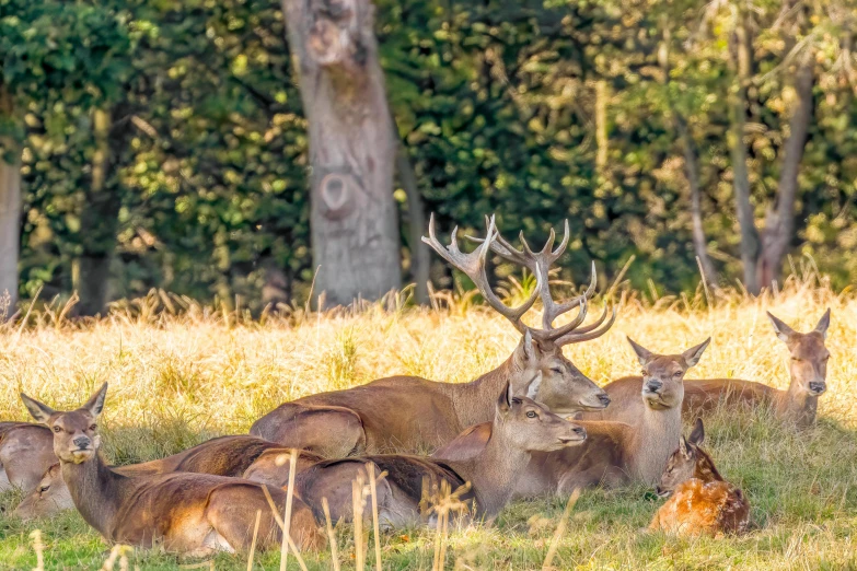 some deer are laying down in the woods