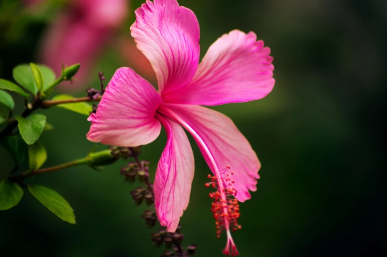 bright pink flowers on top of each other