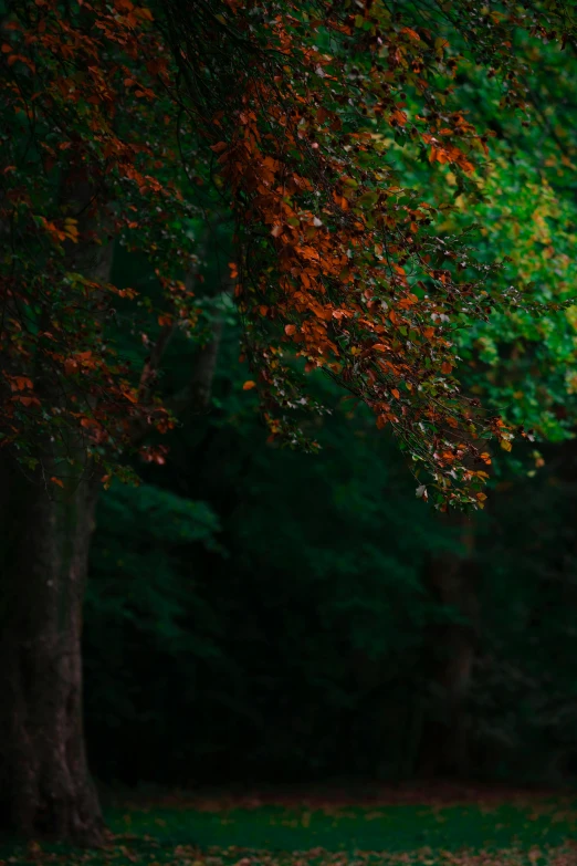 a bride and groom walking under a beautiful tree