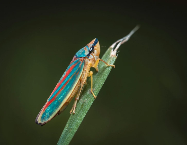 a large blue and red bug sitting on top of a plant