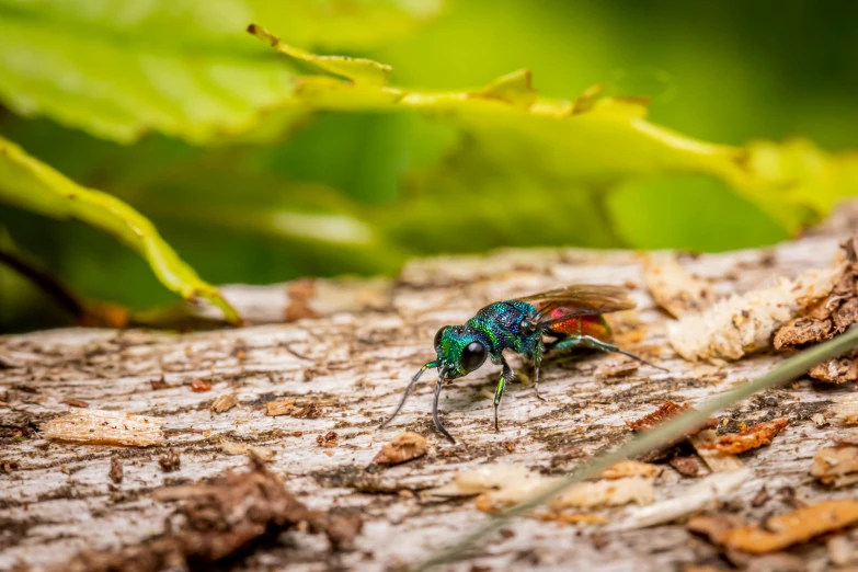 a blue fly sitting on top of a tree stump