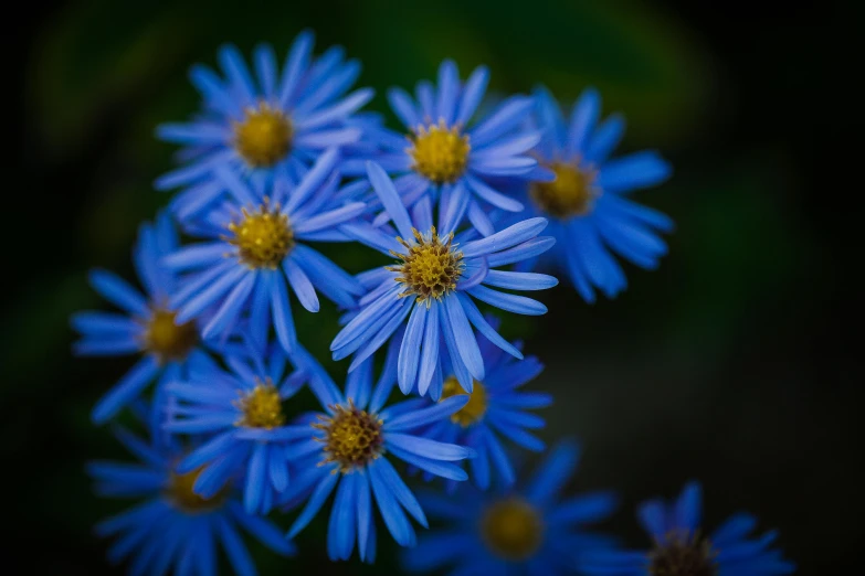 closeup of several blue flowers with yellow petals