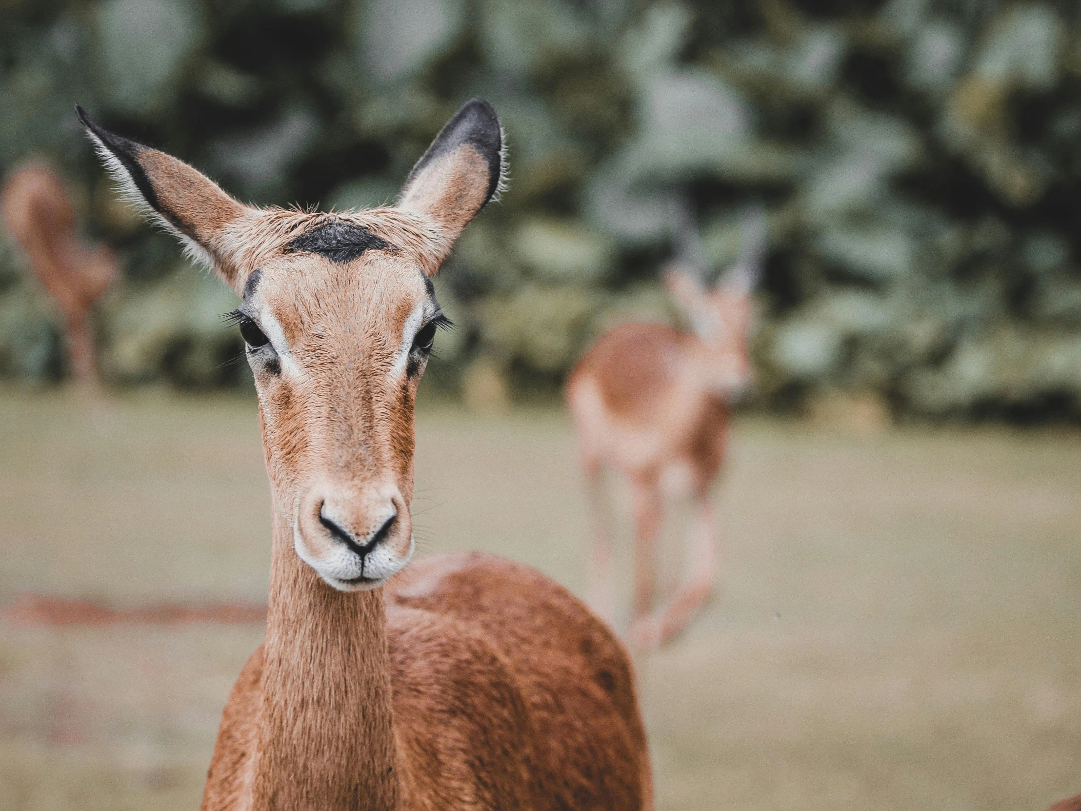 the small deer looks like it is staring at the camera