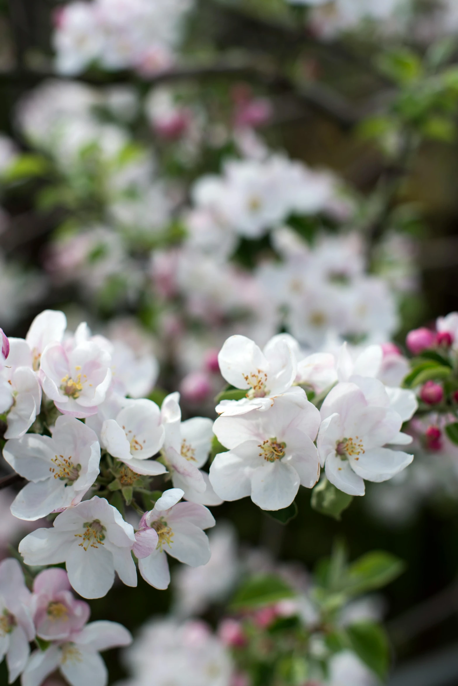 pink and white blossoms on tree nches in an orchard