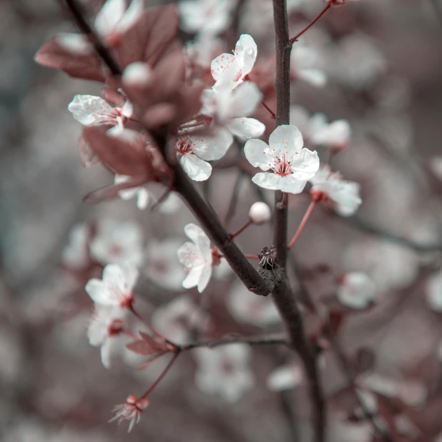 a nch with small flowers and red leaves