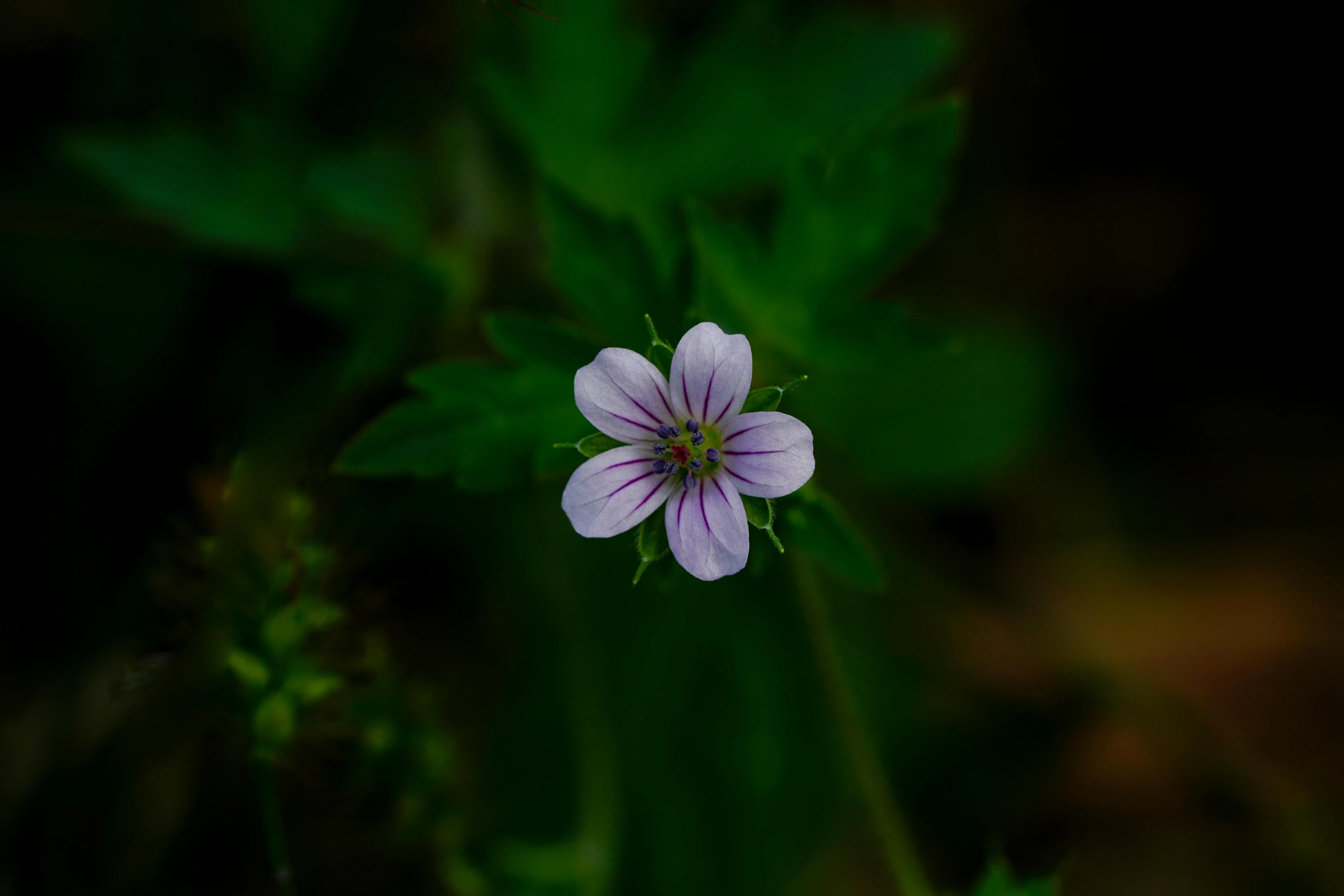 a purple flower growing through green leaves