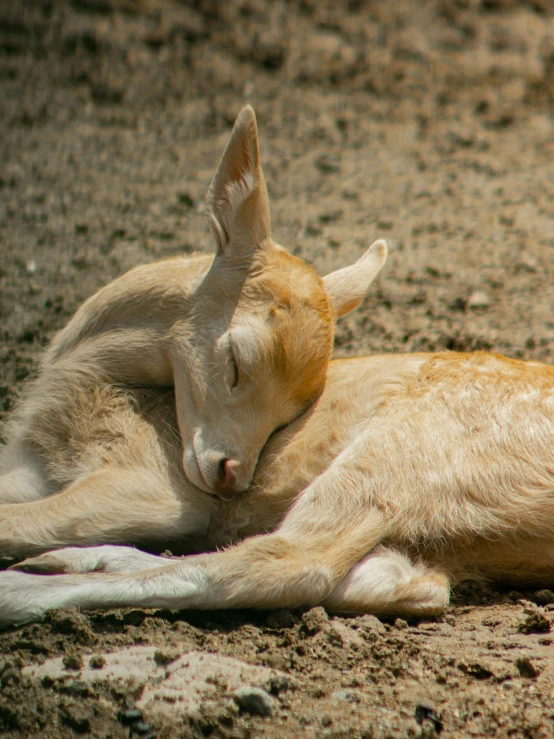 a young animal laying on the ground in the dirt