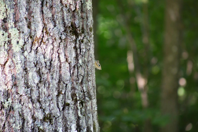 a tree trunk with moss growing on it in the forest