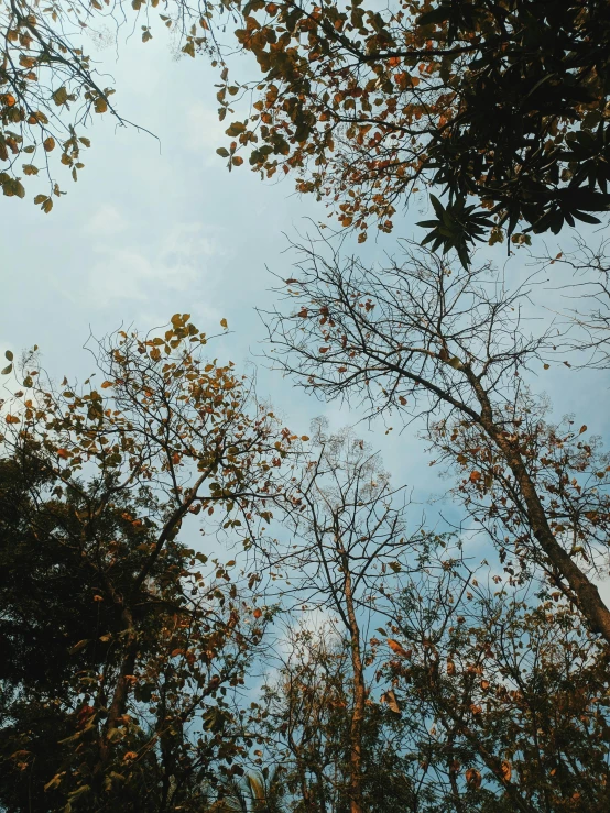 several trees are standing near one another