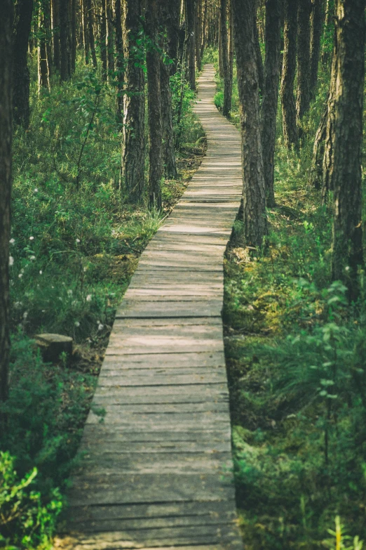 an image of a path that goes through a forest