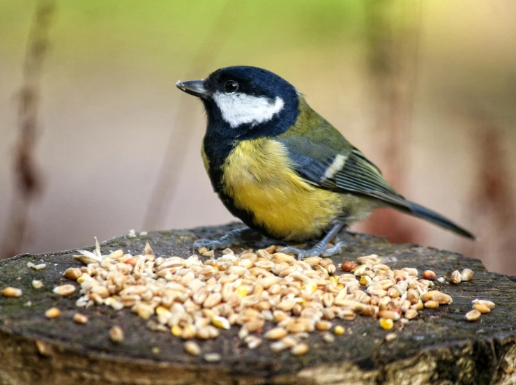 a bird is eating a mixture of food