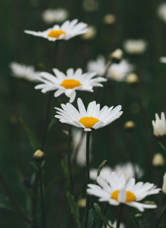 many daisies in a field with dark background