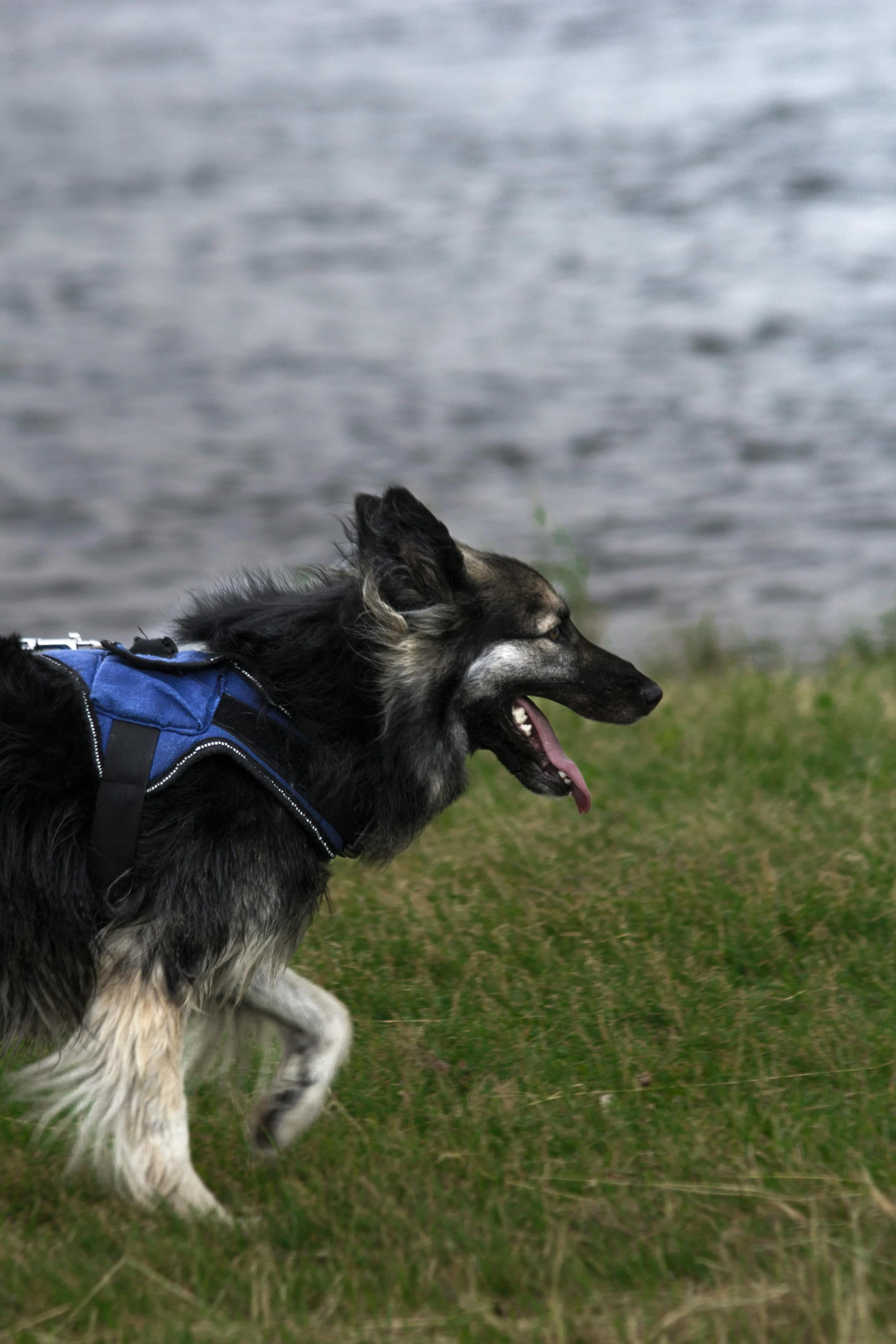 a dog running down the grass near the water