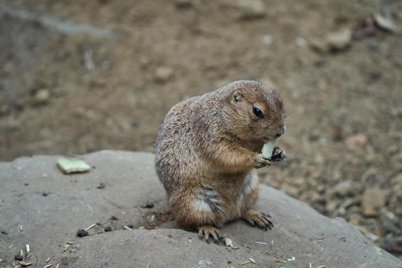 a groundhog sitting on a rock with food in its mouth