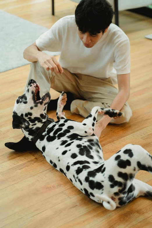 a man playing with a dalmatian dog on the floor
