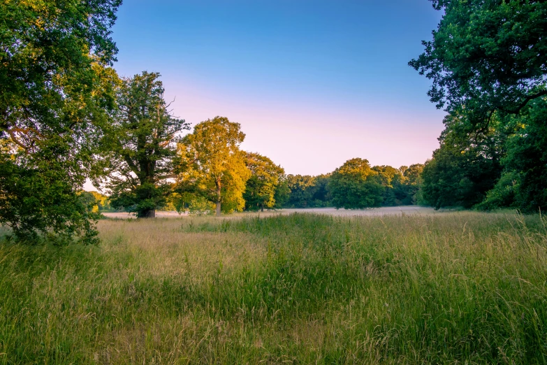 green field with trees and grass during sunset