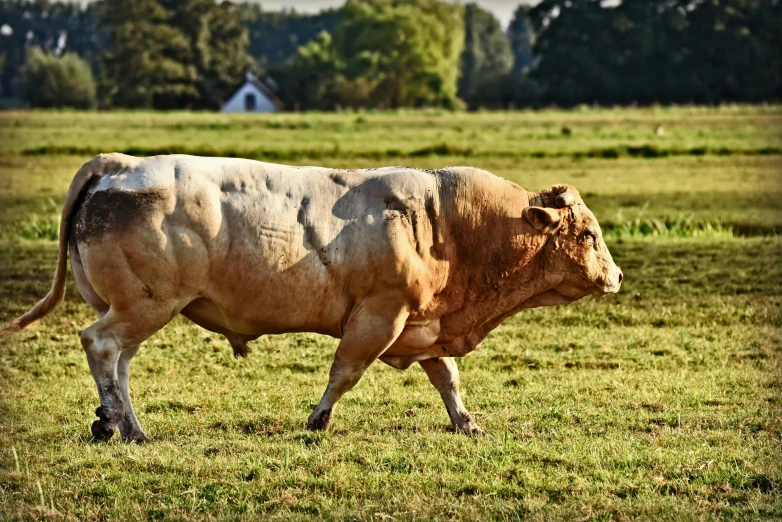 a cow in a field in the daytime