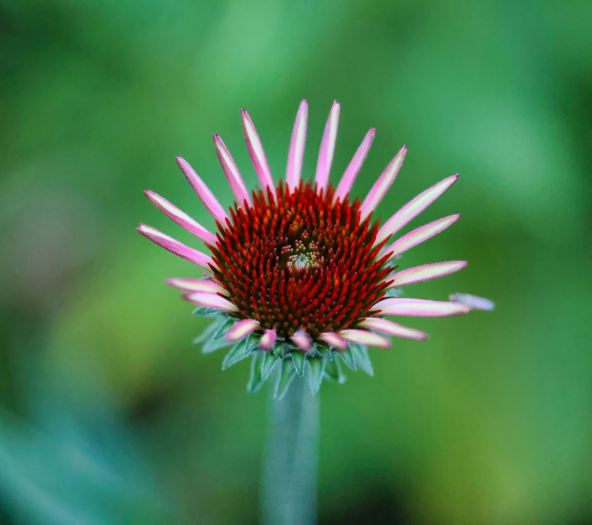 a red and white flower with very long petals