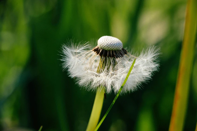 the flower that dandelion is about to fall off